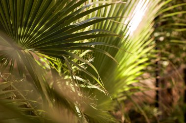 Yaz dönemi. Tropik palmiye yaprakları. Uzayı kopyala Yaz cenneti konsepti. Moda arkaplanı