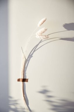 Dünya gezegenini kurtar. Arka planda gölgelerle yapıştırılmış kuru lagurus ovatus çiçeği. Dikey fotoğraf