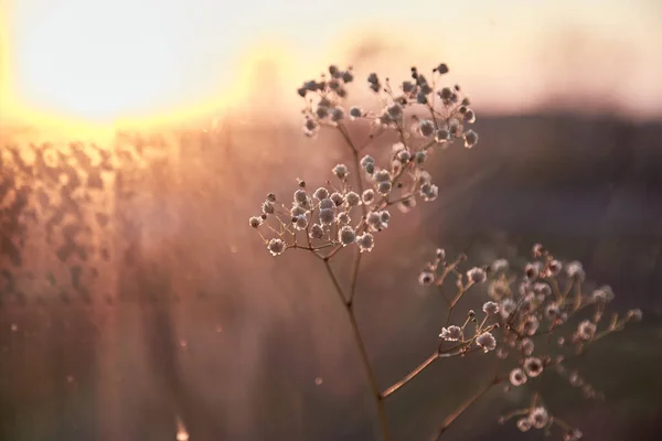 Pôr do sol fundo da noite com flor de gypsophila e reflexão na luz do pôr do sol — Fotografia de Stock