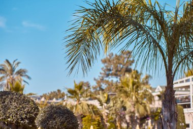 Yaz dönemi. Tropik palmiye yaprakları. Uzayı kopyala Yaz cenneti konsepti. Moda arkaplanı