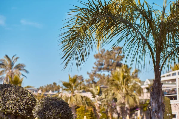 Yaz dönemi. Tropik palmiye yaprakları. Uzayı kopyala Yaz cenneti konsepti. Moda arkaplanı