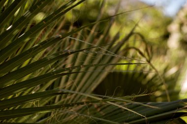 Tropical palm leaves with bokeh. Summer paradise wallpaper. Trendy background with copy space.