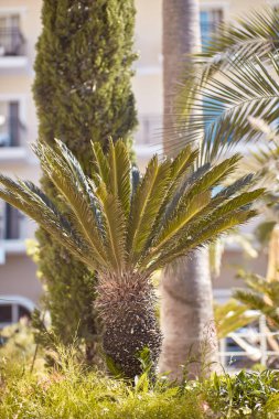 Dekoratif palmiye ağacı. Turizm, tatil beldesi konsepti. Güneşli yaz gününde yaz cenneti. Boşluğu kopyala