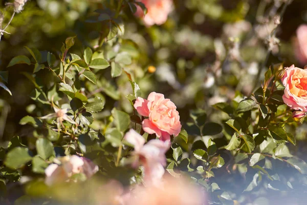 빨간 장미 숲 배경. 여름 식물. 복사 공간 이 있는 정원의 꽃들 — 스톡 사진