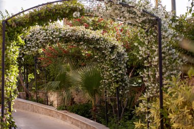 Yasemin açan gece. Tropik kemer