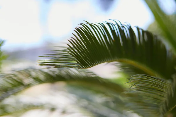 Летние Каникулы Обои Печать Тропические Пальмовые Листья Закрываются Место Рекламы — стоковое фото