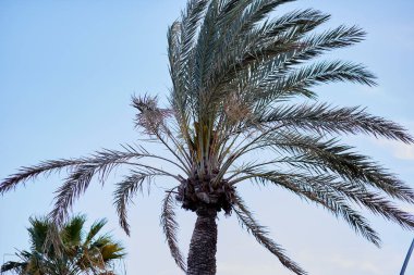 Tropik palmiye ağacı. Yaz ve tatil sezonu konsepti. Botanik görünüm arkaplanı