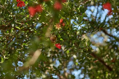Baharın güneşli bir gününde renkli bir nar tomurcuğu. Botanik çiçek geçmişi. Yüksek kalite fotoğraf