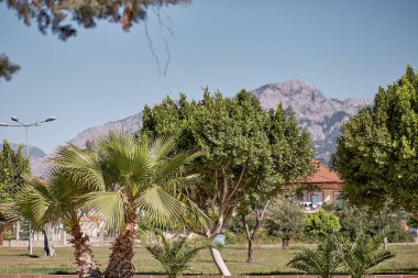 Tropikal ağaçların ve dağların güzel doğasının manzarası. Yaz duvar kâğıdı ya da baskı. Yüksek kalite fotoğraf