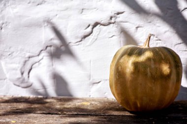 Moda gölgeli balkabağı ve kopyalama alanı. Sonbahar estetik arka planı. Yüksek kalite fotoğraf