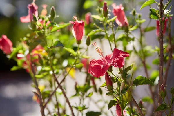 Flor Hibisco Rosa Jardim Fundo Verão Ensolarado Brilhante Foto Alta — Fotografia de Stock