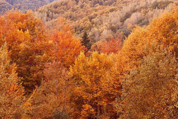 Altın Sonbahar Ormanı Dağları Renkli Manzara Karpat Dağları 'ndaki Sonbahar Ormanı.