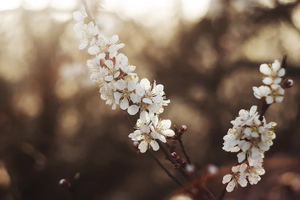 Blommande gren av aprikoser — Stockfoto