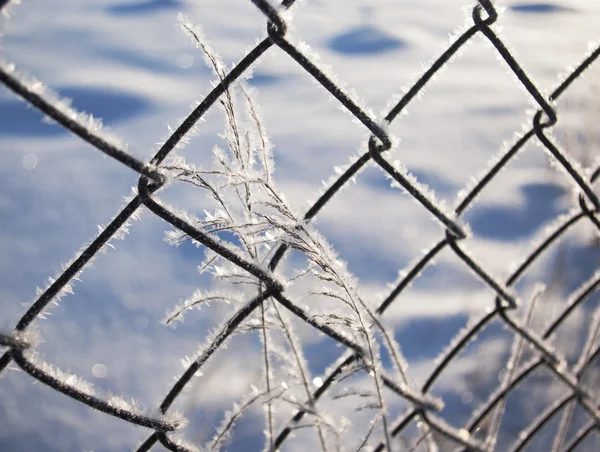 hoarfrost on grass and mesh