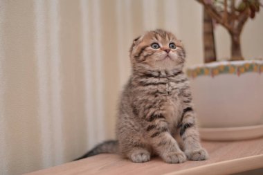 Küçük İskoç kedisi İngiliz kedisi Birmanyalı küçük hayvanlar