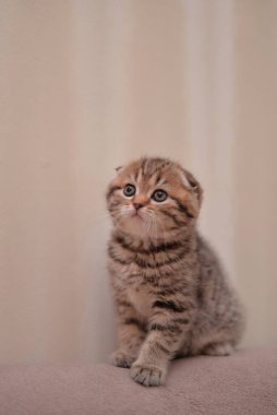 Küçük İskoç kedisi İngiliz kedisi Birmanyalı küçük hayvanlar