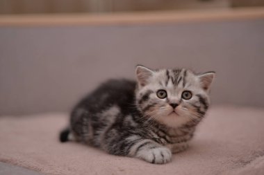 Küçük İskoç kedisi İngiliz kedisi Birmanyalı küçük hayvanlar