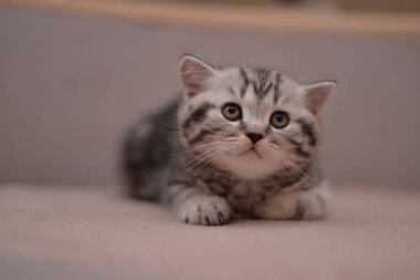 Küçük İskoç kedisi İngiliz kedisi Birmanyalı küçük hayvanlar