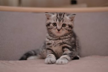 Küçük İskoç kedisi İngiliz kedisi Birmanyalı küçük hayvanlar