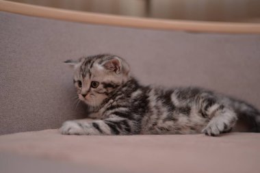 Küçük İskoç kedisi İngiliz kedisi Birmanyalı küçük hayvanlar