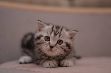 Küçük İskoç kedisi İngiliz kedisi Birmanyalı küçük hayvanlar