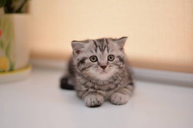 Küçük İskoç kedisi İngiliz kedisi Birmanyalı küçük hayvanlar