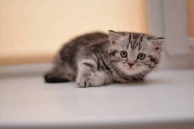 Küçük İskoç kedisi İngiliz kedisi Birmanyalı küçük hayvanlar