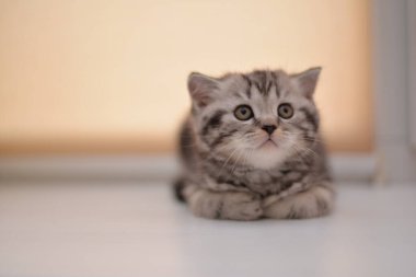 Küçük İskoç kedisi İngiliz kedisi Birmanyalı küçük hayvanlar