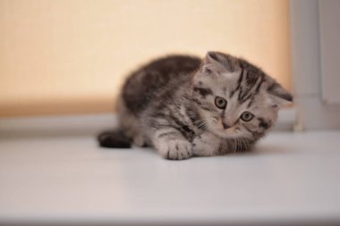 Küçük İskoç kedisi İngiliz kedisi Birmanyalı küçük hayvanlar