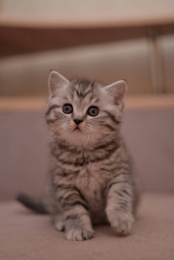 Küçük İskoç kedisi İngiliz kedisi Birmanyalı küçük hayvanlar