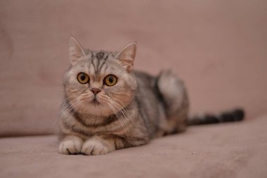 Küçük İskoç kedisi İngiliz kedisi Birmanyalı küçük hayvanlar