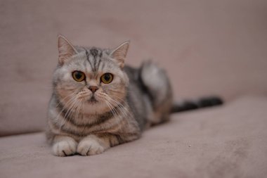 Küçük İskoç kedisi İngiliz kedisi Birmanyalı küçük hayvanlar