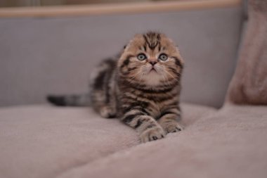 Küçük İskoç kedisi İngiliz kedisi Birmanyalı küçük hayvanlar