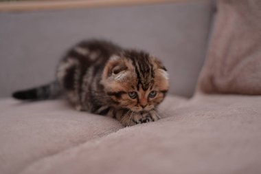 Küçük İskoç kedisi İngiliz kedisi Birmanyalı küçük hayvanlar