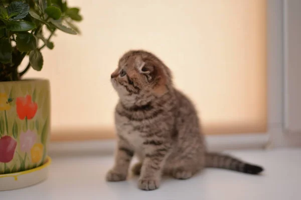 Gatinho Escocês Britânico Gato Birmanês Munchkin Animais — Fotografia de Stock