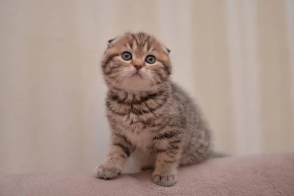 Gatinho Escocês Britânico Gato Birmanês Munchkin Animais — Fotografia de Stock