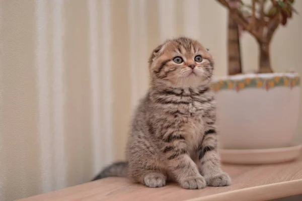 Kitten Scottish British Cat Burmese Munchkin Animals — Stock Photo, Image