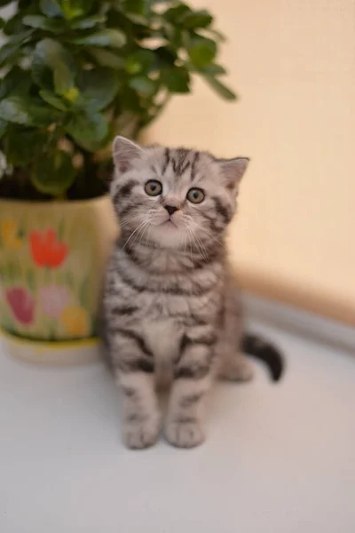 Gatinho Escocês Britânico Gato Birmanês Munchkin Animais — Fotografia de Stock