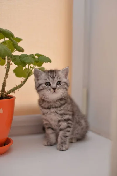 Kitten Scottish British Cat Burmese Munchkin Animals — Stock Photo, Image