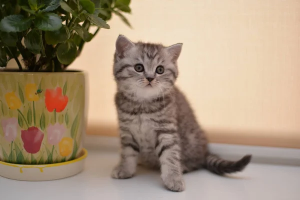 Gatinho Escocês Britânico Gato Birmanês Munchkin Animais — Fotografia de Stock