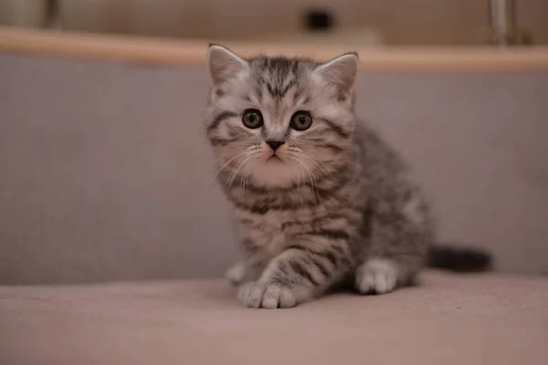 Gatinho Escocês Britânico Gato Birmanês Munchkin Animais — Fotografia de Stock