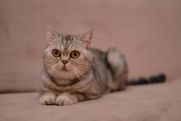 Kotek Szkocki Brytyjski Kot Birmański Munchkin Zwierzęta — Zdjęcie stockowe