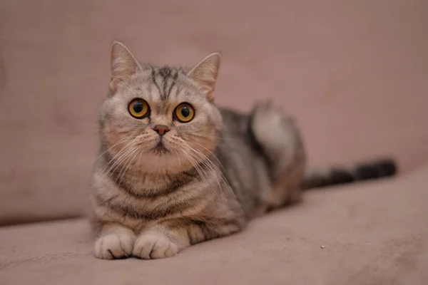 Kitten Schots Brits Kattenkop Birmaans Munchkin Diertje — Stockfoto