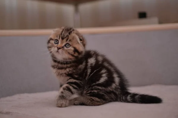 Gatinho Escocês Britânico Gato Birmanês Munchkin Animais — Fotografia de Stock