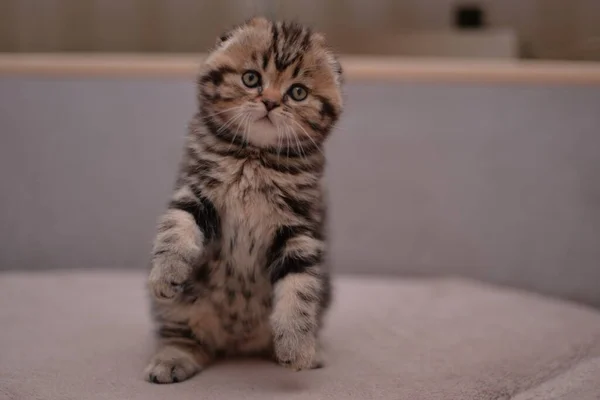 Gatito Escocés Británico Gato Birmano Munchkin Animales — Foto de Stock