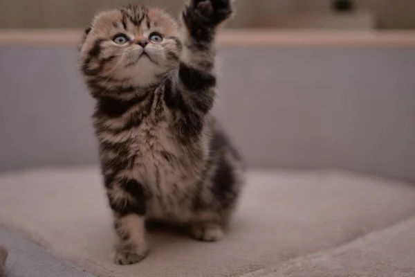 Gatinho Escocês Britânico Gato Birmanês Munchkin Animais — Fotografia de Stock