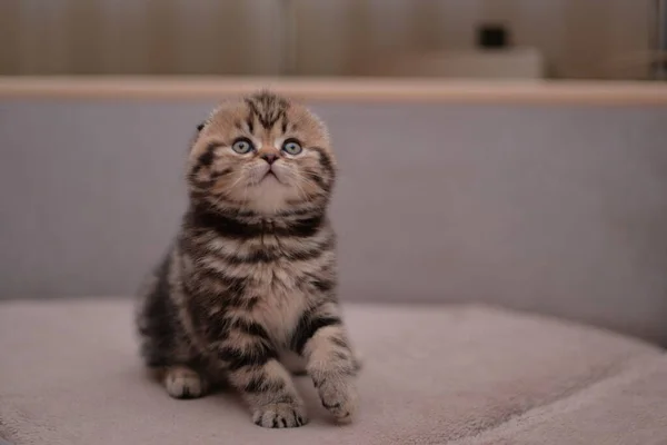 Gatinho Escocês Britânico Gato Birmanês Munchkin Animais — Fotografia de Stock