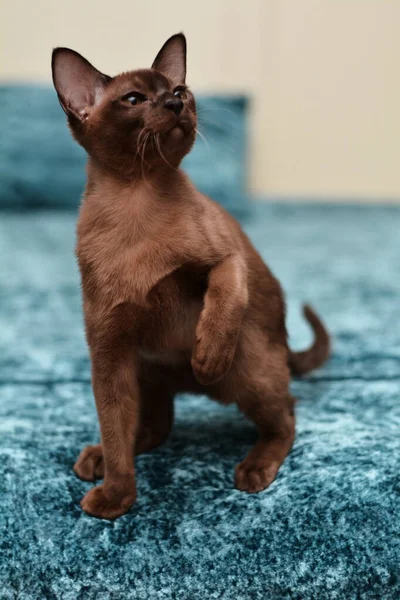 Koťátko Skotská Britská Kočka Barmská Munchkin Zvířata — Stock fotografie