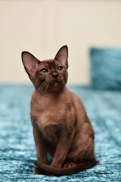 Gatinho Escocês Britânico Gato Birmanês Munchkin Animais — Fotografia de Stock