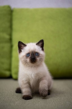 Küçük İskoç kedisi İngiliz kedisi Birmanyalı küçük hayvanlar